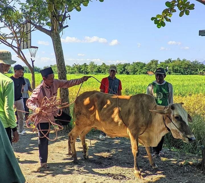 Qurban Pada Idul adha 